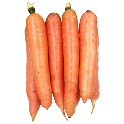 
2020 hot selling Chinese fresh carrot wholesale export 