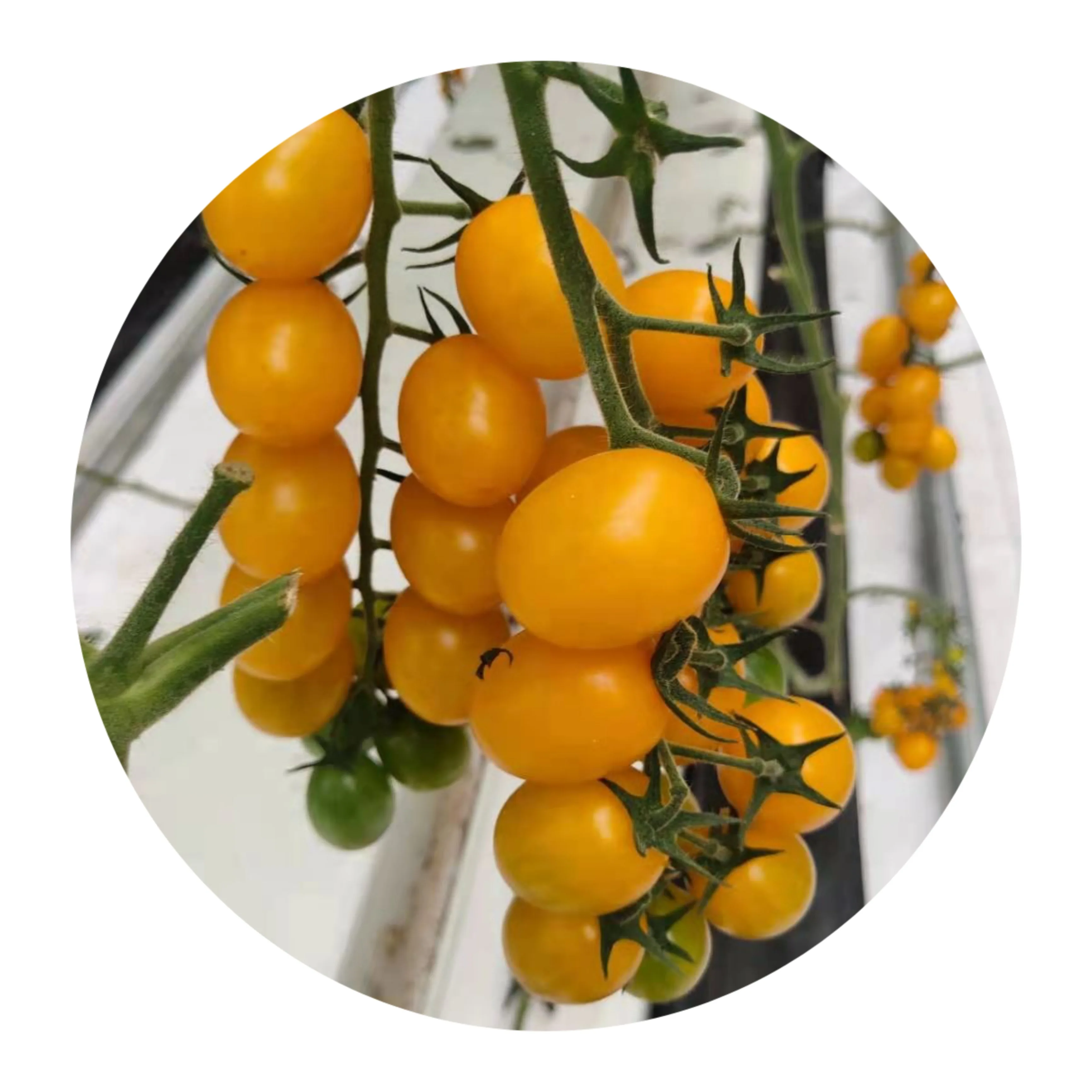 Семена Naturix NTOM69 SX, семена желтых помидоров вишни