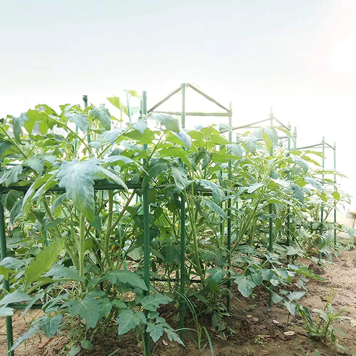 Cages Square Lowes Cage Small Kit Stake Arms Inverted Garden Accessories Portable Folding Tomato