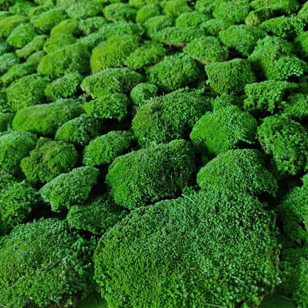 Real Natural Stabilized Moss Wall Art Decor Soft Decoration Lichen Moss Reindeer Preserved Moss for DIY Hotel Flower Wall