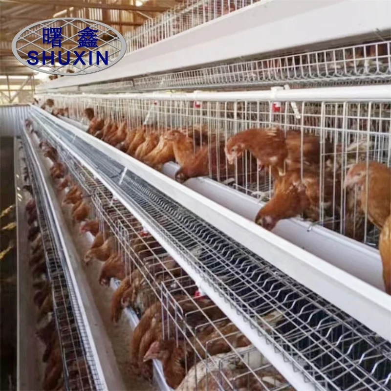 3-5 Tiers A Type Chicken Cages Egg Equipment For Mozambique Farm