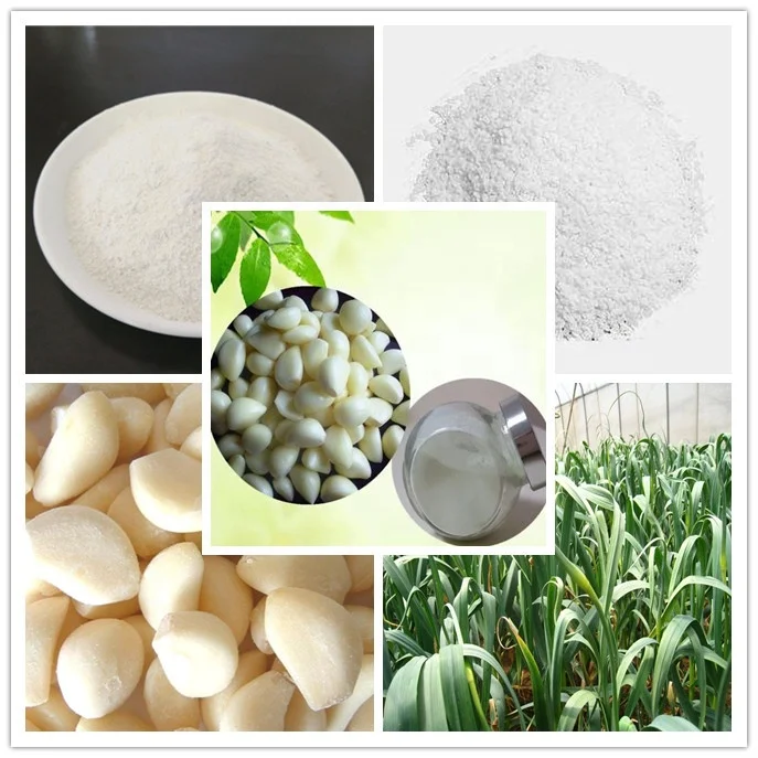 feed additive for fish breeding and poultry raising garlic Allicin powder