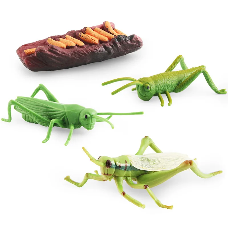 HY Toys Simulation animal model Snail Dragonfly Mosquito grasshopper growth cycle Life stage cognitive static display toys