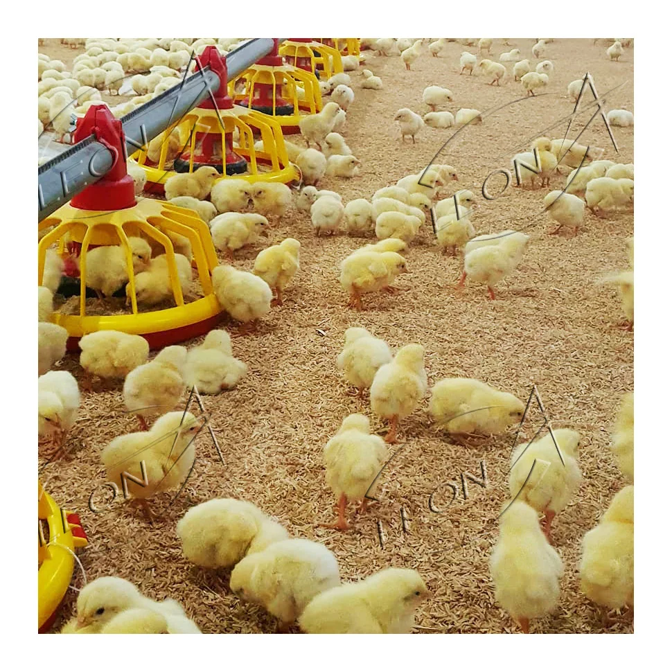 High Quality Low Cost Modern Poultry Farm Chicken House Design