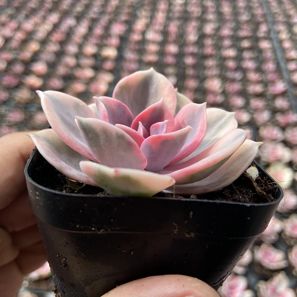 Прямая поставка с завода, комнатное растение, суккулент cheveria rainbow