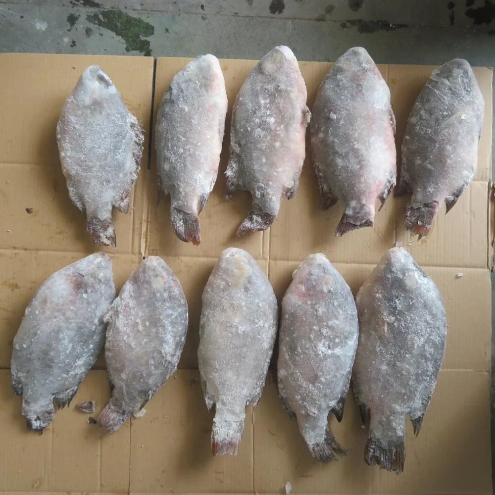Whole round tilapia fish frozen tilapia specification