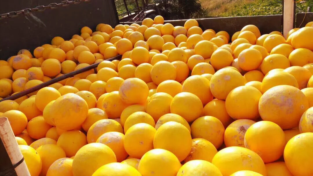  Семена милой дыни Orange Flesh Hybrid F1 из