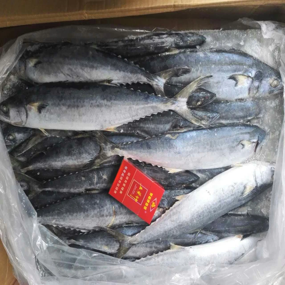 whole round seafood fish for market 200-250g frozen pacific mackerel raw material block in stock