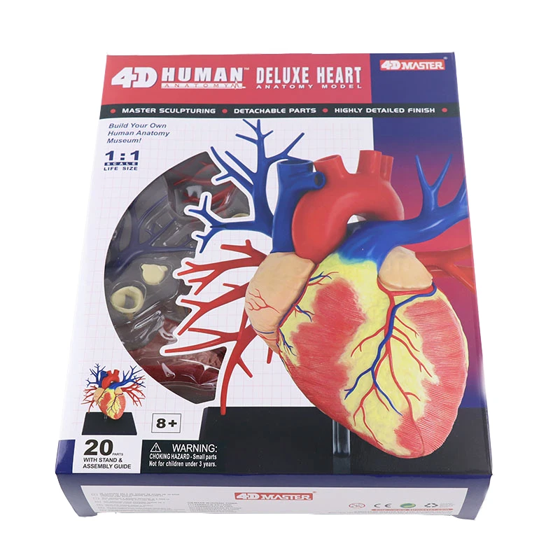 20 Parts 4D MASTER Assembled Human Deluxe Heart Anatomy Model toy for Medical Teaching (60559272626)