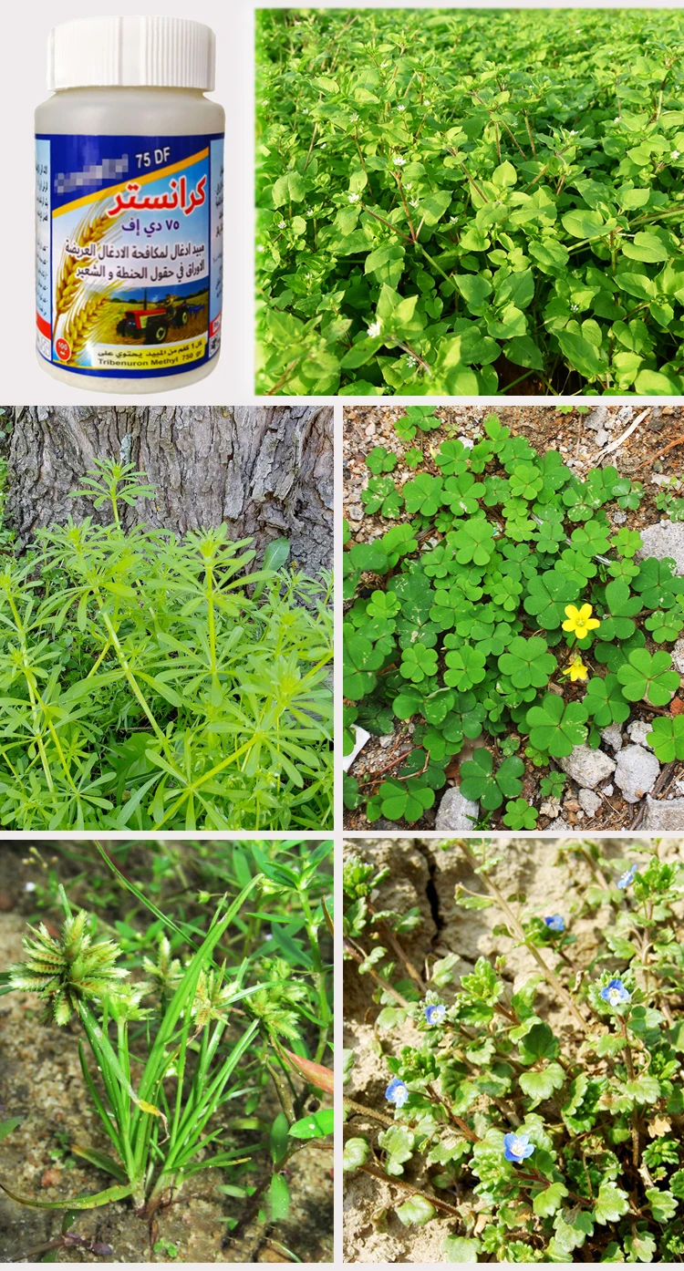 Tribenuron 75DF 750.jpg