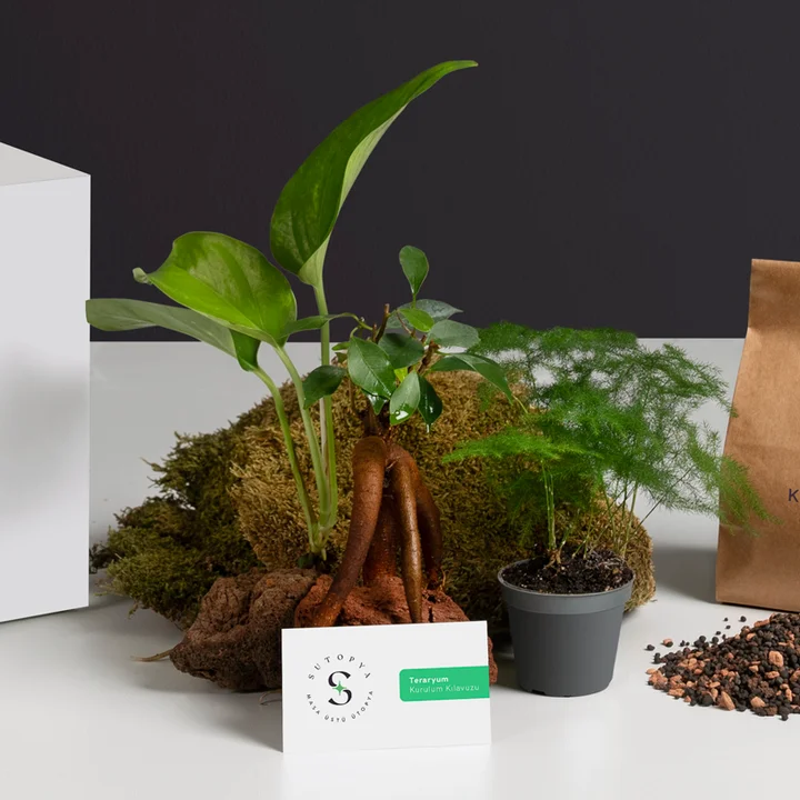 how to make moss Kokedama Kit with  Online Education kokedama plate gift for home garden lovers