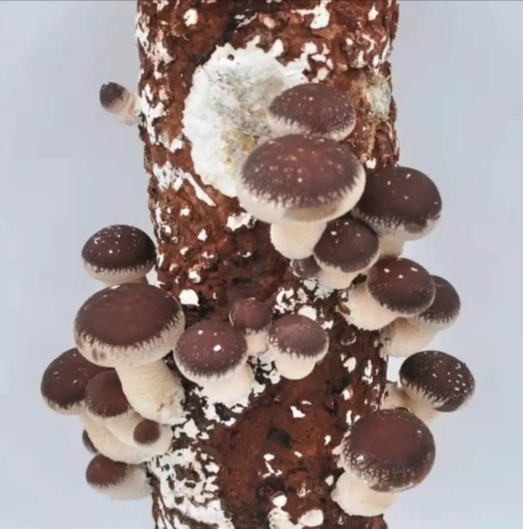 china flower shiitake mushroom spawn log growing bag reusable water injection waterflooding  sryringe fresh mushroom