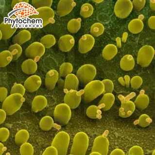 Good quality  Hot Sale 100% Pure natural Yeast Extract 80%-85% Beta Glucan 1,3/1,6