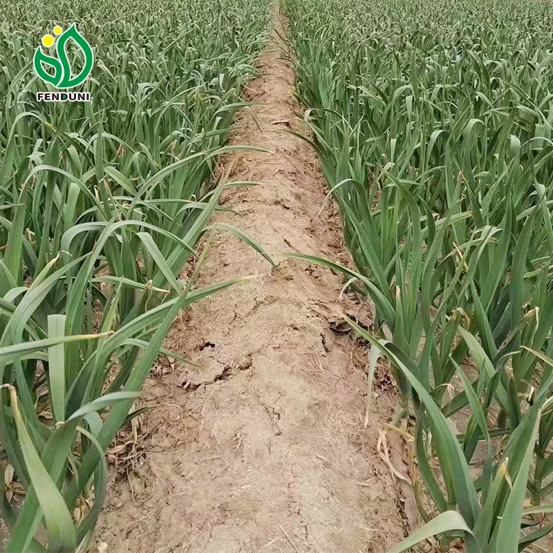 2024 New Crop Grade 1 Normal White/Pure White Garlic with Mesh Bag Fresh Garlic From China Factory Direct Supplier