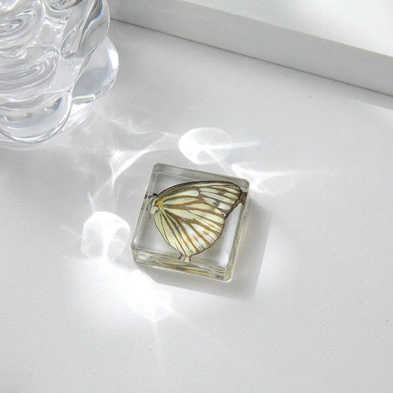 Biological Model Teaching aid Insect Bug Beetle Specimen