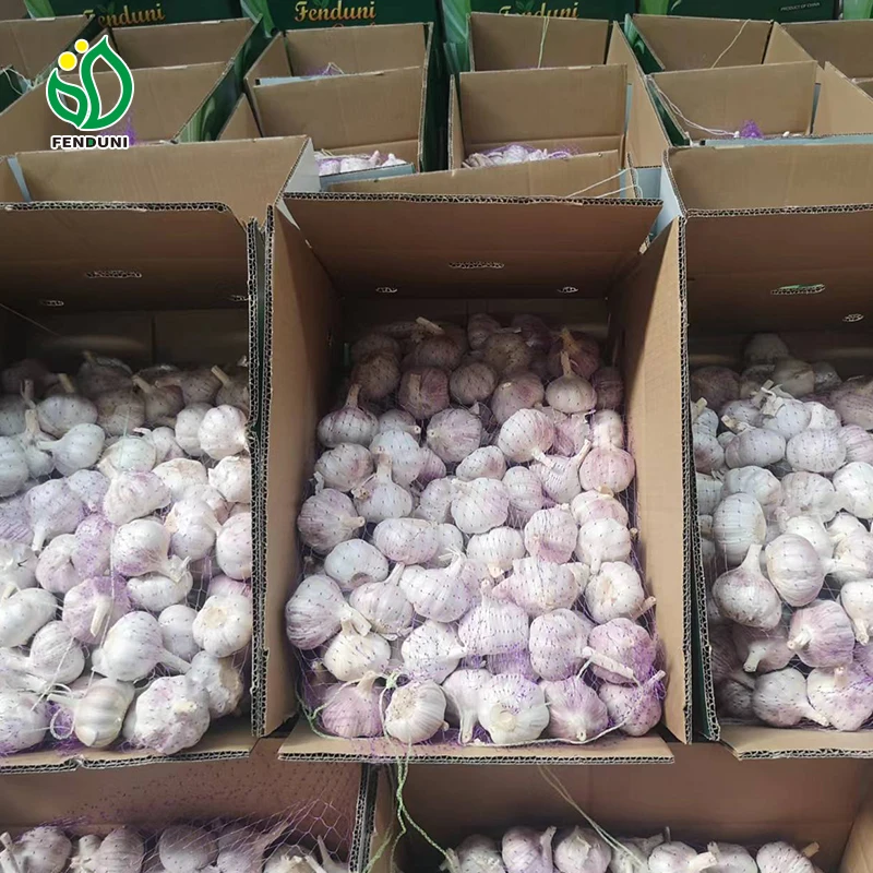 China/Chinese organic fresh garlic pure white garlic for food