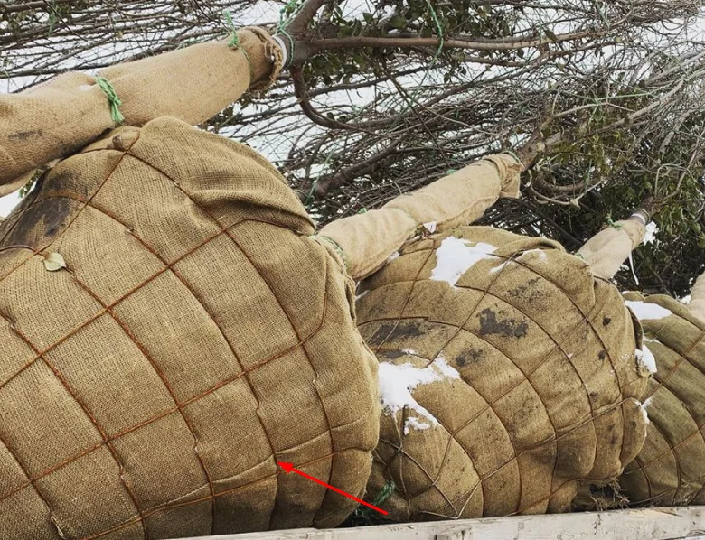 wire tree basket planting nursery  root ball netting for tree nursiries