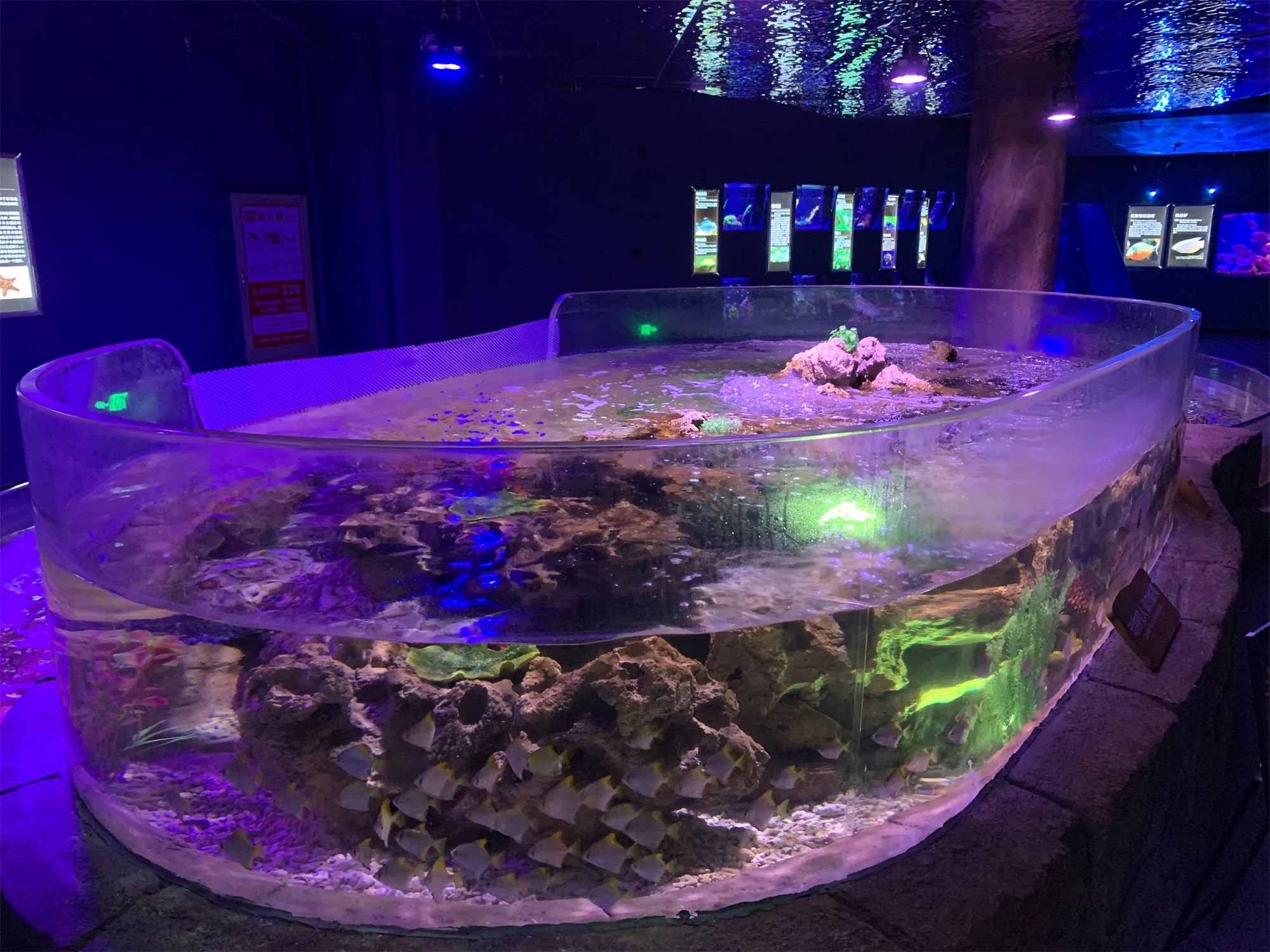 S shape acrylic aquarium panel price for aquarium project
