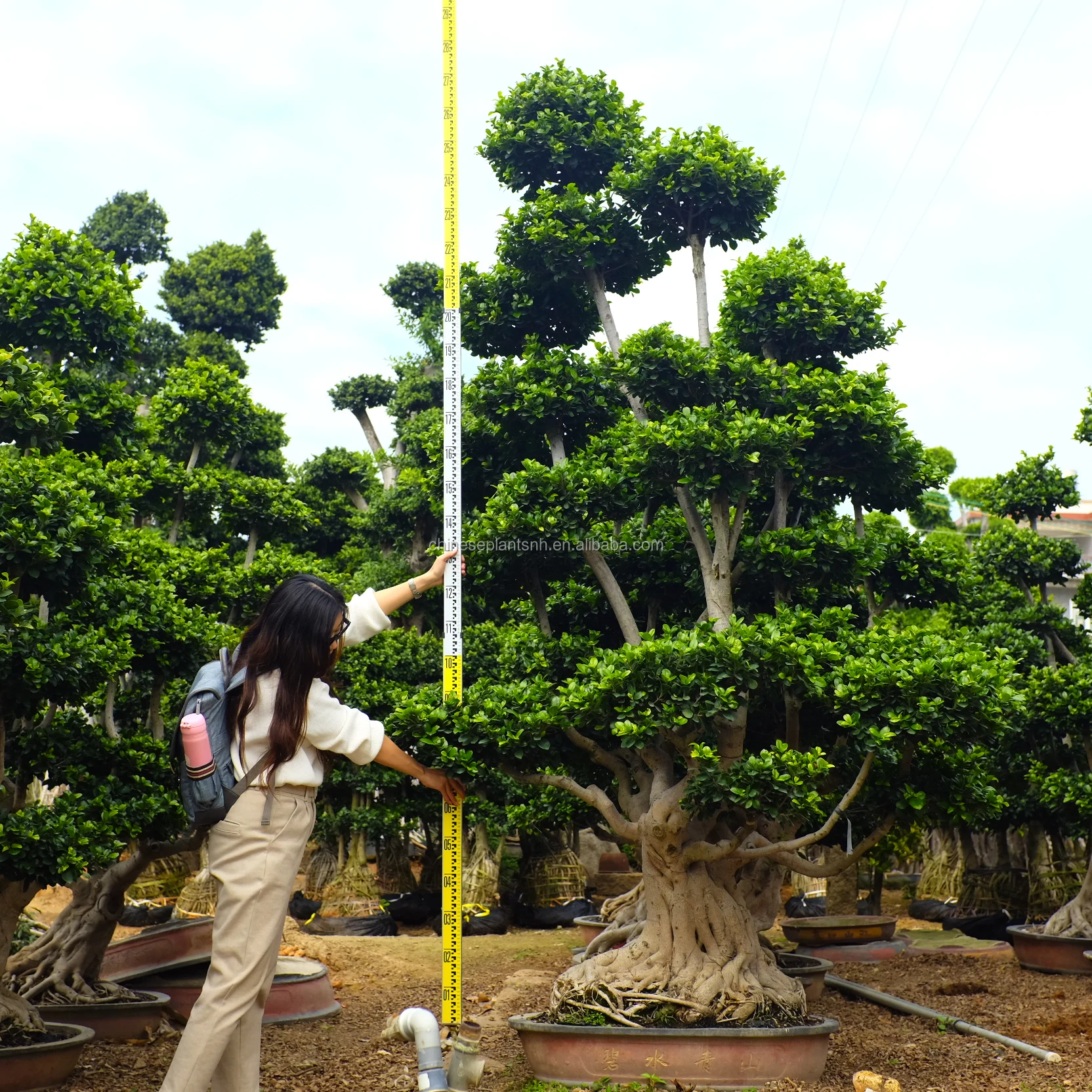 
Бонсай Фикус большое дерево пейзаж дерево натуральные растения растение дерево 