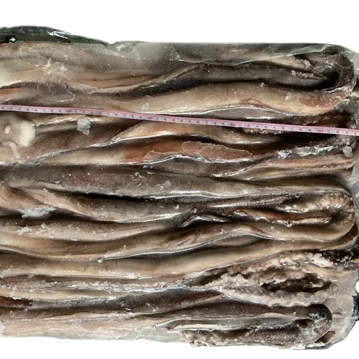 New landing Sexual tentacle of indian squid