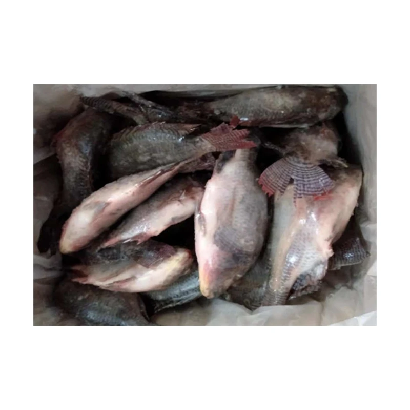 
Wholesale Whole Round Sea Farming Live Florida Tilapia Fish Frozen Tilapia 