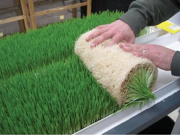 Hydroponics farm fodder hydroponic fodder trays system