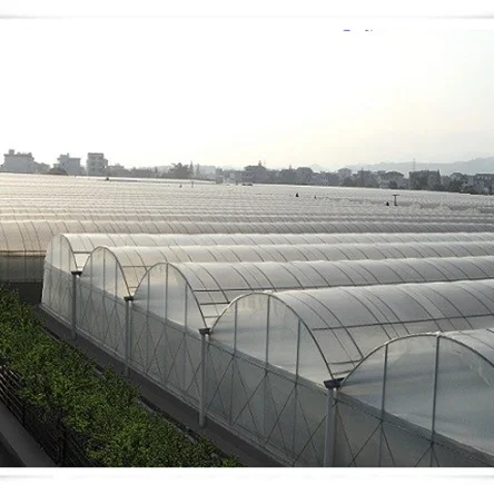 High Quality Tropical Multi Span Agriculture Greenhouse for Vegetable