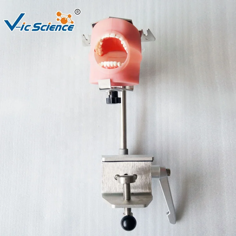 Top quality dental head mannequin dental phantom head simulator phantom head simulator dental human teeth model medical science education model
