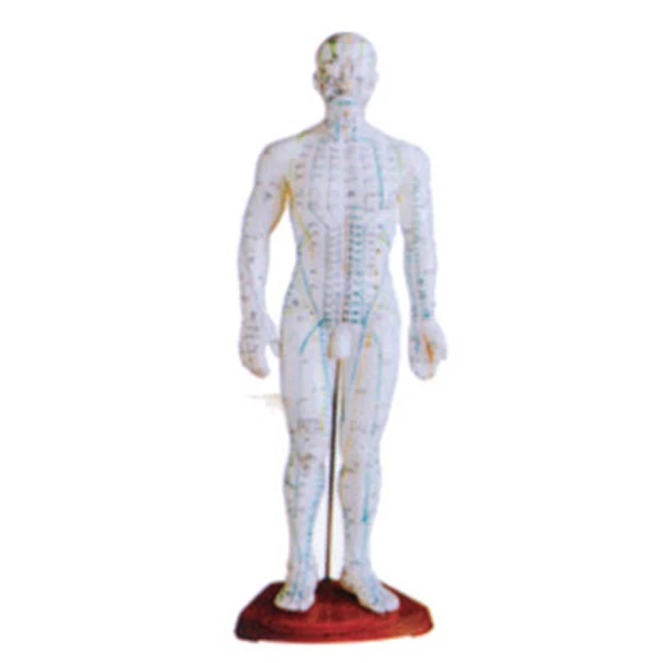 ADA-503 Body acupuncture model (in Chinese)(50CM)