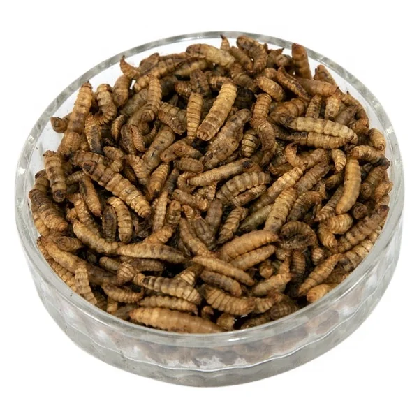 Ranova wholesale high quality high protein freeze dried black soldier fly larvae for small animals pet