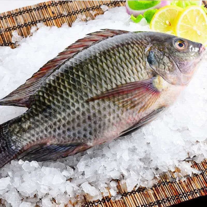
Durable and high quality Tilapia Oreochromis Niloticus Frozen tilapia for sale 