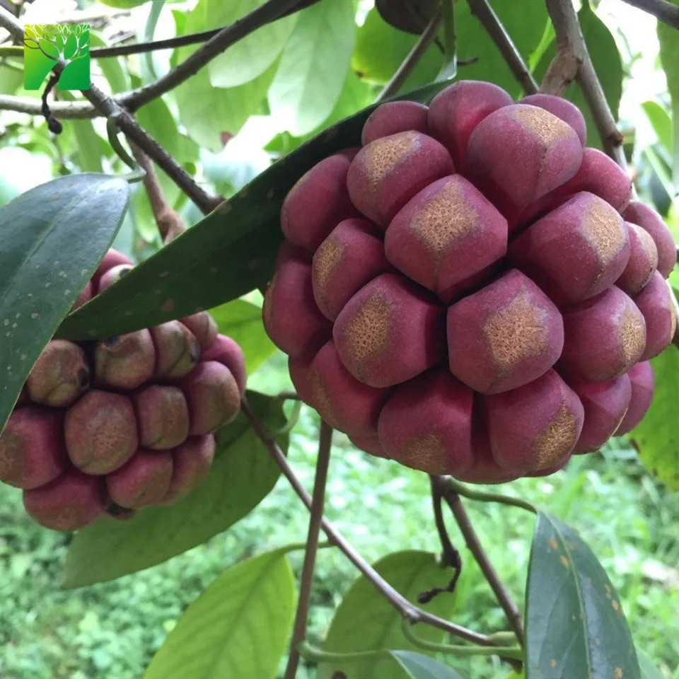 Cheap wholesale fruit plant seedling Kadsura coccinea