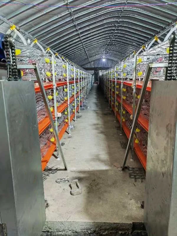 new design automatic feeding quail layer cage quail farm equipment for sale
