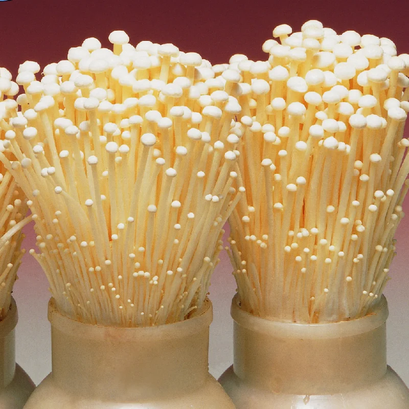 Detan безопасный Enoki Гриб из Китая свежий культивирование грибов