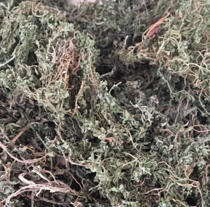 Natural New Raw Small Centipeda Herb Dried Whole Part From Minima for Feature Tea