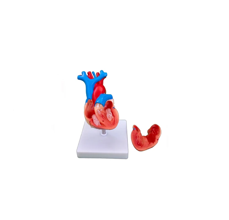 
PVC Life-Size Heart Anatomical Model for Medical Science Teaching 