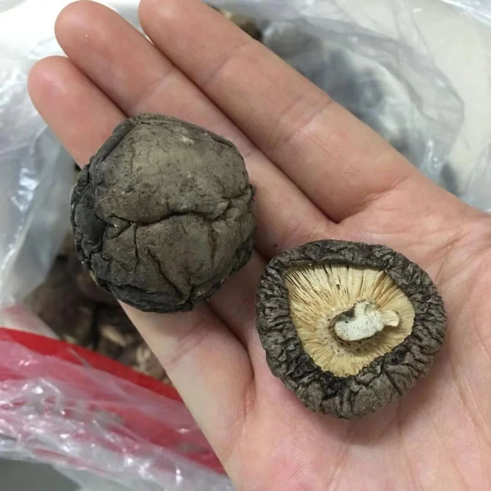 Best price shiitake mushroom dried shiitake