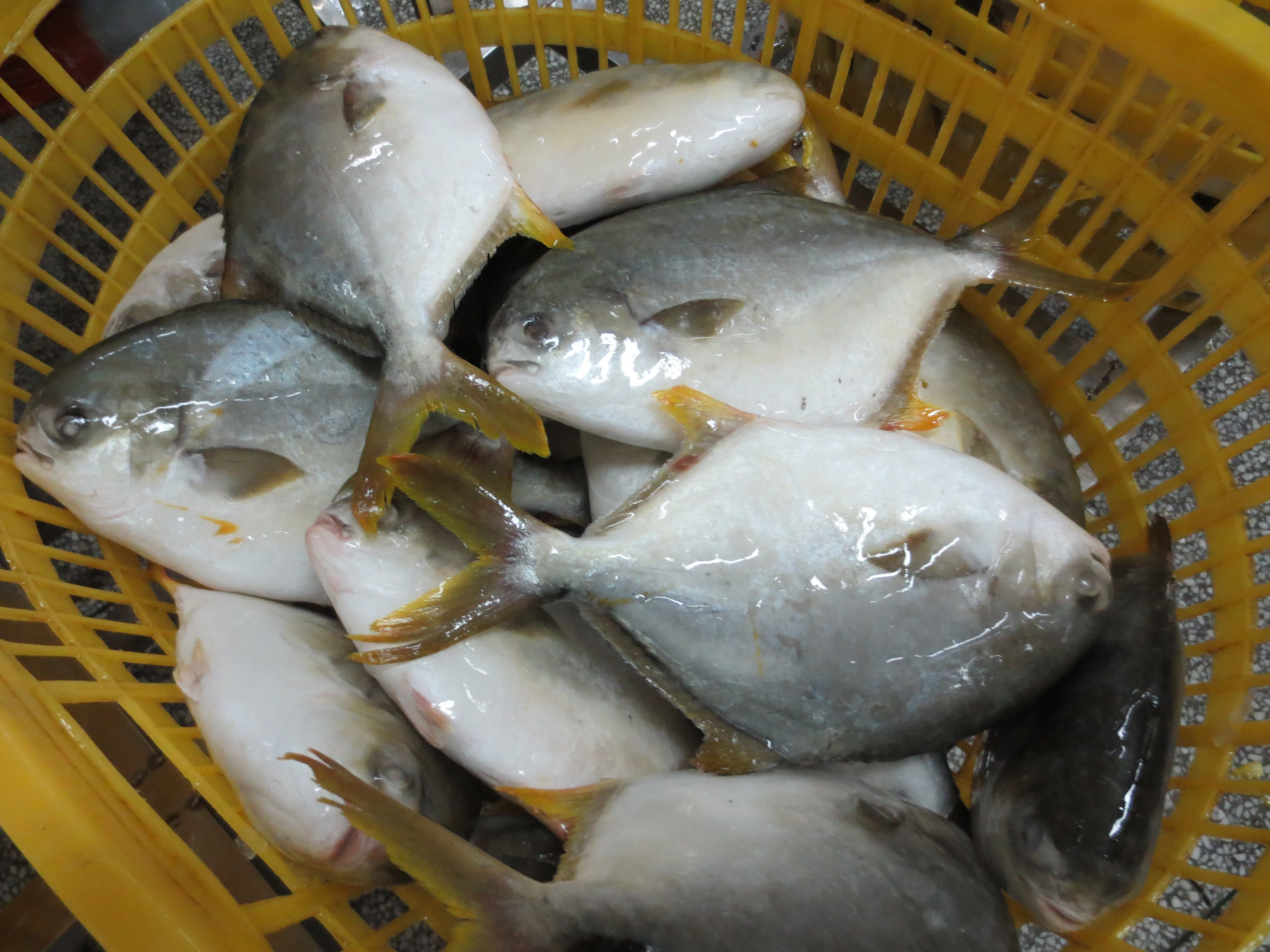 Frozen Farm Golden Pomfret /Golden Fish