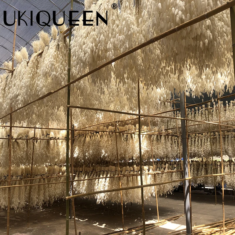 Yunnan Culinan factory wholesale dried flowers natural lagurus ovatus bunny rabbit tail grass