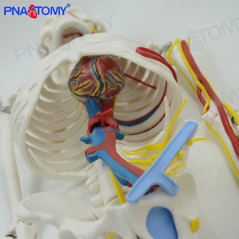 85CM Human Skeleton Model with Blood Vessel,Nerves and Heart Brain Skeletal System Anatomical Tool Medical Sciences