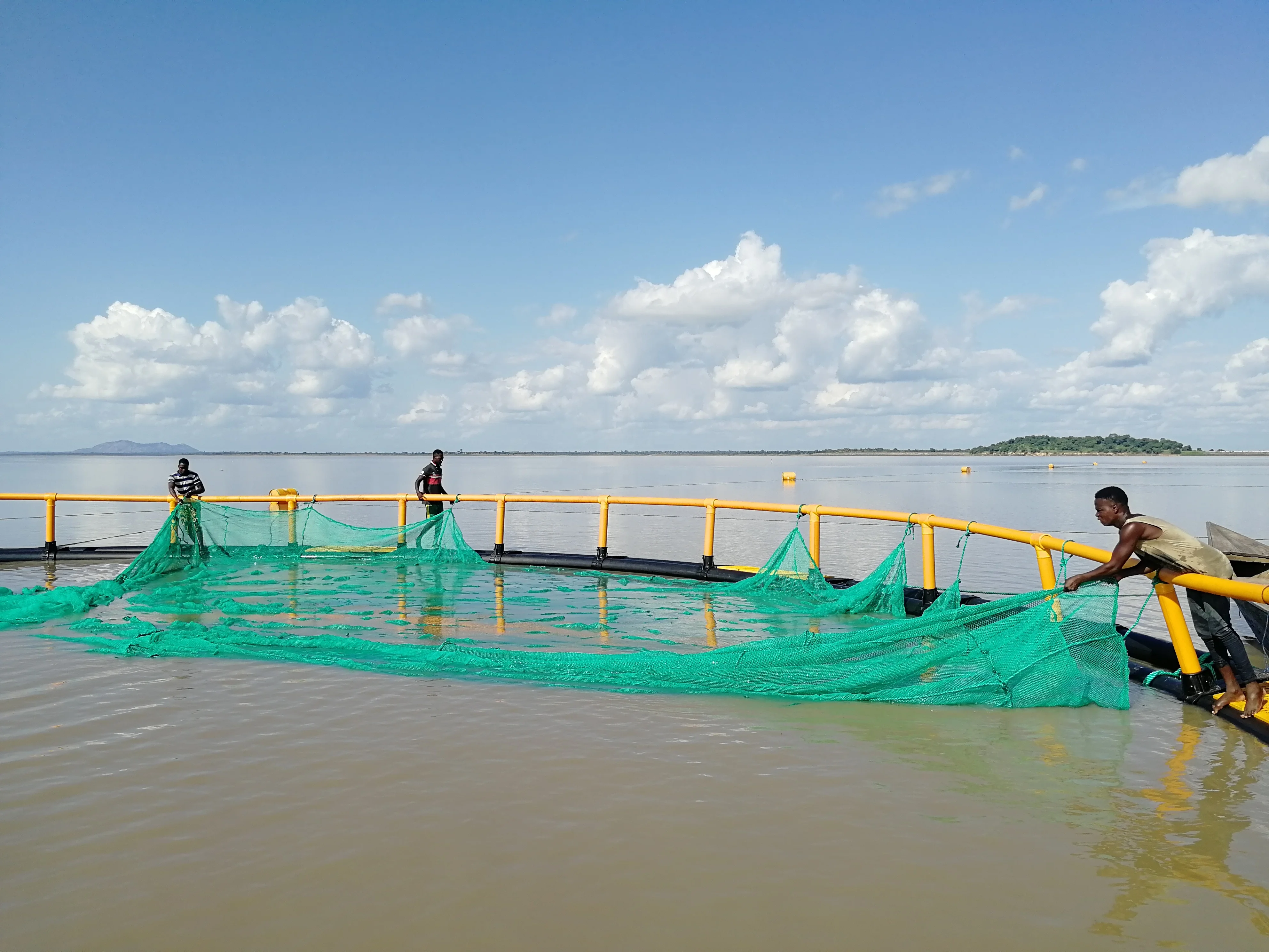 grouper fish farm sea fish breeding net cage