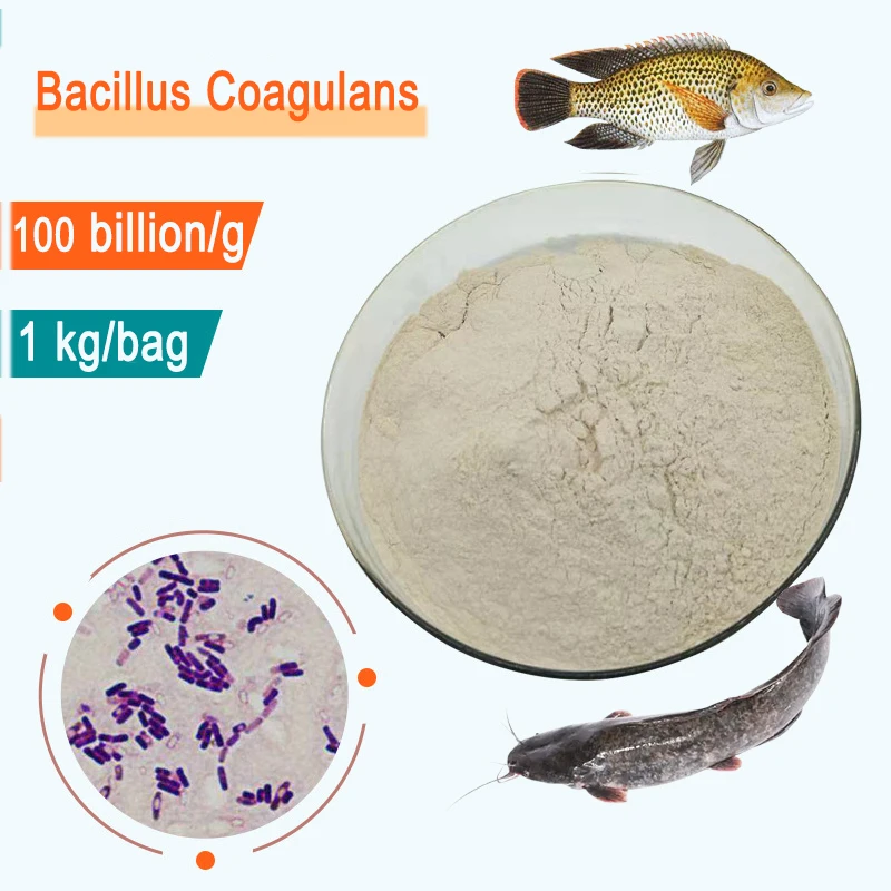 Aquaculture probiotic Bacillus Coagulans for fish shrimp growth booster