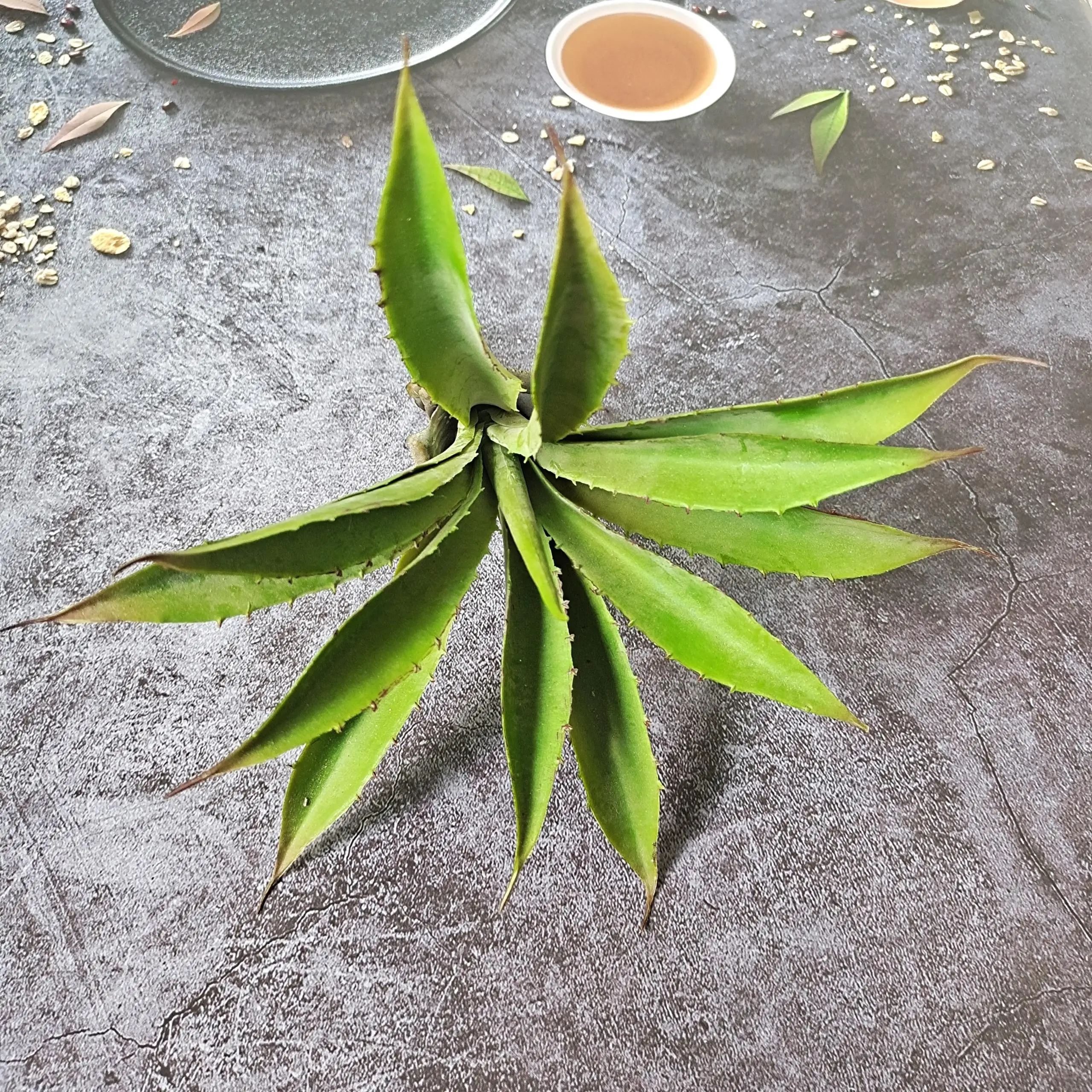 
Artificial Succulents Aloe Plants Real Touch Flowers Unpotted for Home Wedding Festival Arrangement 
