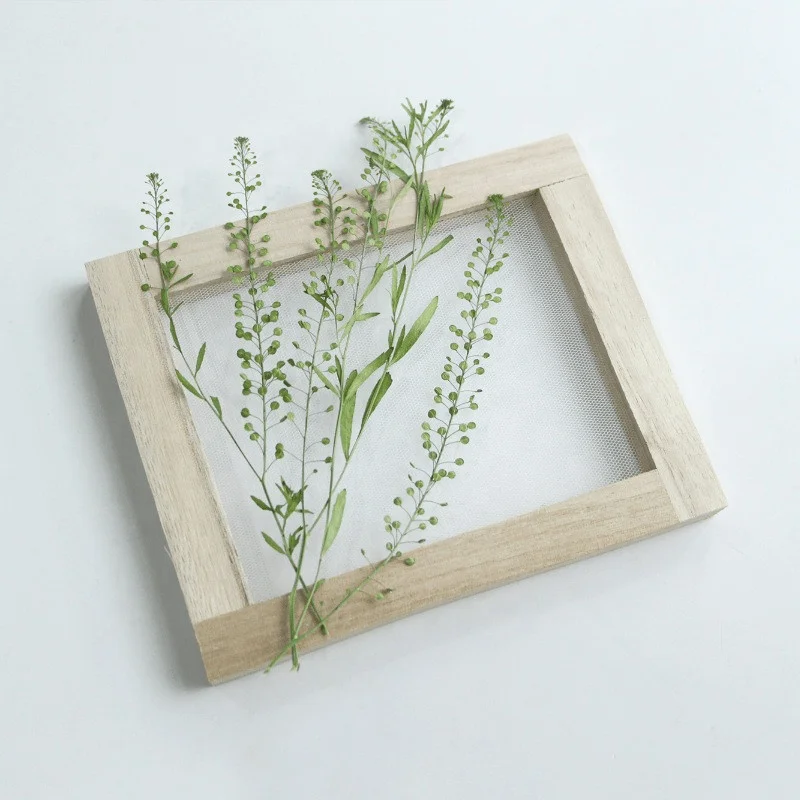 wholesale dry Green Bellflower Dried Pepper grass pressed flowers for resin Art Phone Case Postcard candle making decoration