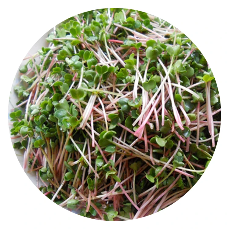 
2020 wholesale microgreen seeds Red radish vegetables seeds 