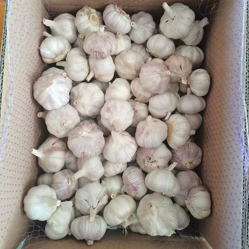 Cheap Price Fresh Garlic Normal White Pure White Garlic Wholesale Garlic
