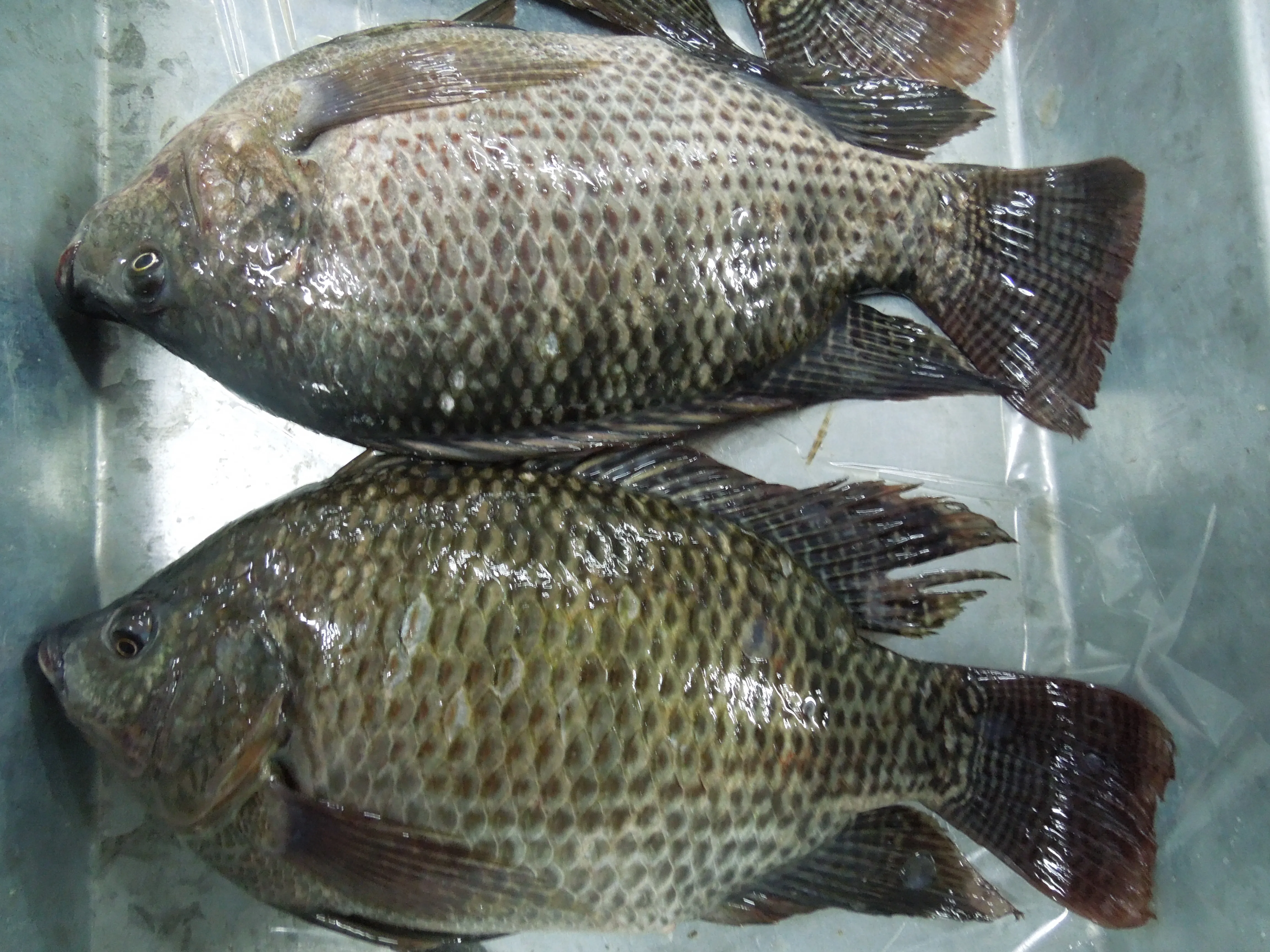 Top Ten Suppliers of Alive Tilapia Fish Frozen Tilapia Whole Round with Competitive Price and Stable Supply