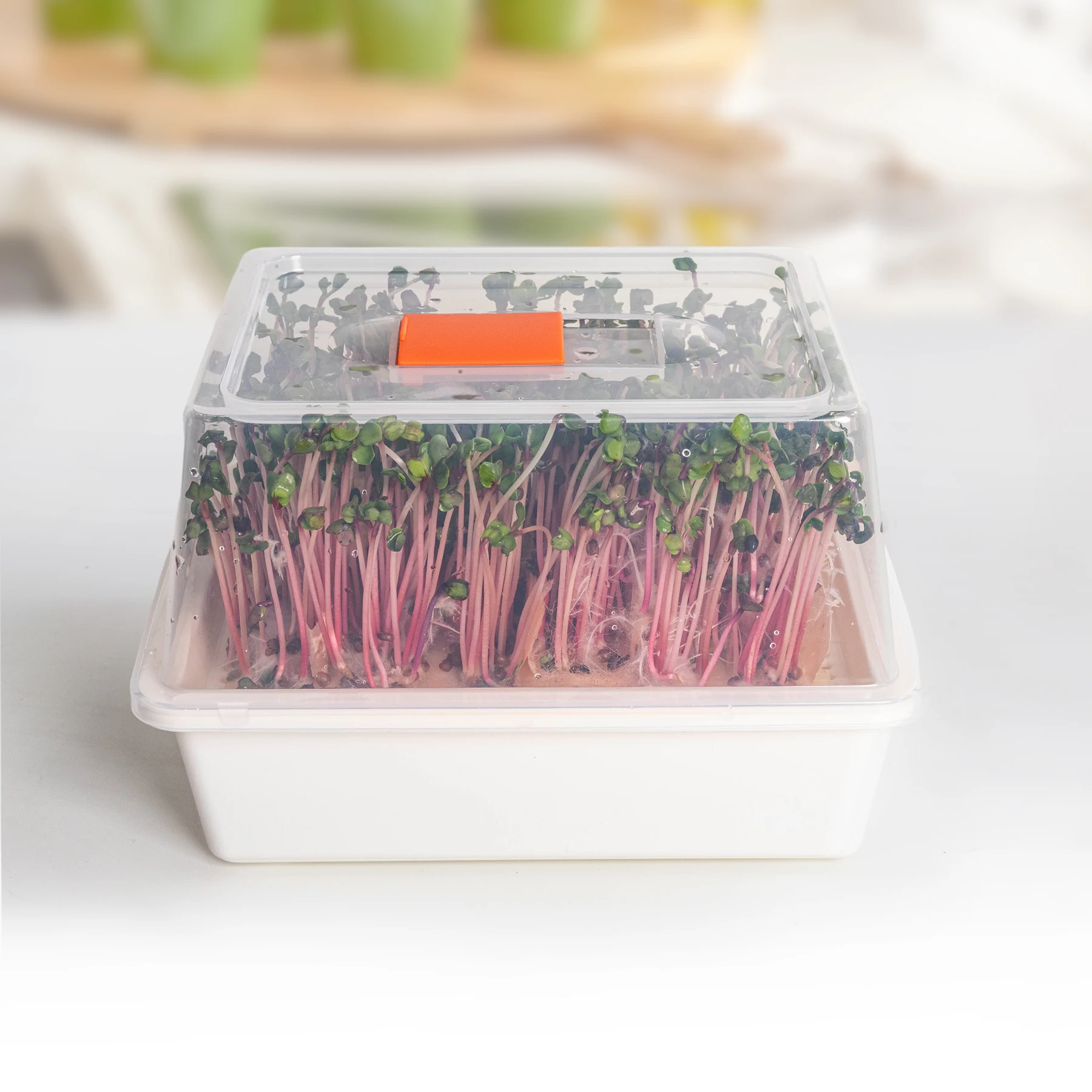 Microgreens и ростки Naturix пластиковые лотки для выращивания комнатных семян Microgreen