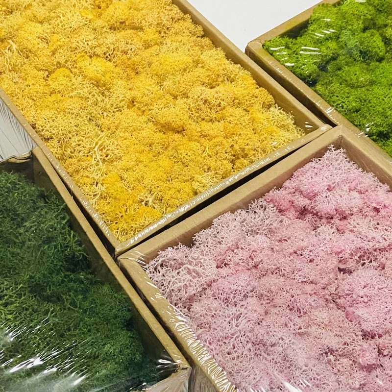 Amazon Hot selling wall home wedding decor Natural moss Preserved Reindeer Moss