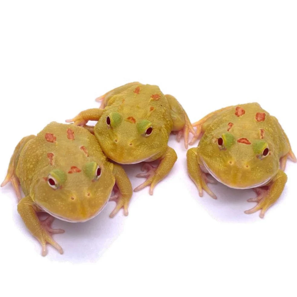 
Farm bred Ceratophrys cranwelli (Pikachu) South American Pacman frog For sale 